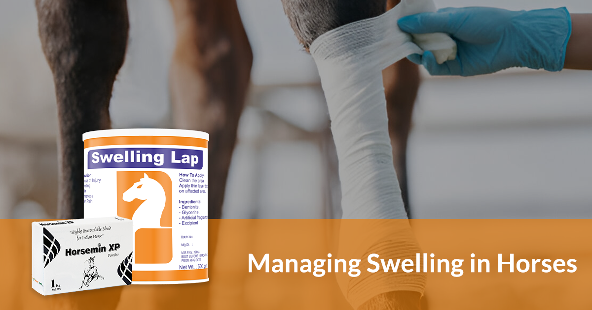 Managing Swelling in Horses: Prevention & Treatment